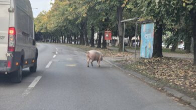 Nesvakidašnja scena na Starčevici: Domaća životinja iznenadila vozače na ulici
