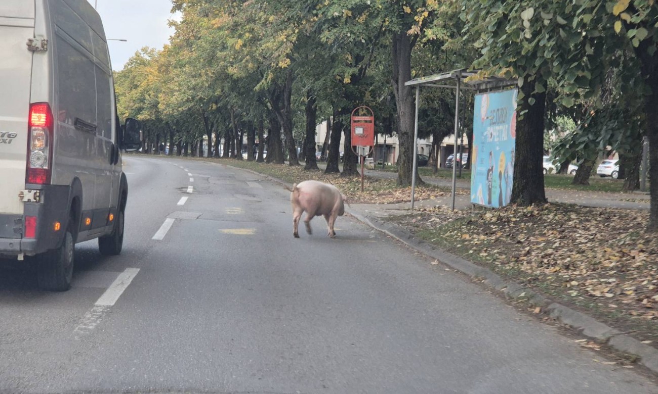 Nesvakidašnja scena na Starčevici: Domaća životinja iznenadila vozače na ulici