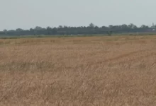 Efikasniji pesticidi razvijeni po uzoru na bakterije