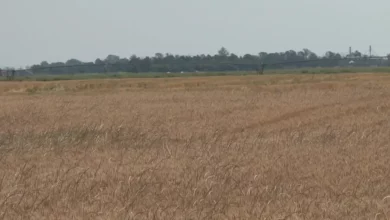 Efikasniji pesticidi razvijeni po uzoru na bakterije