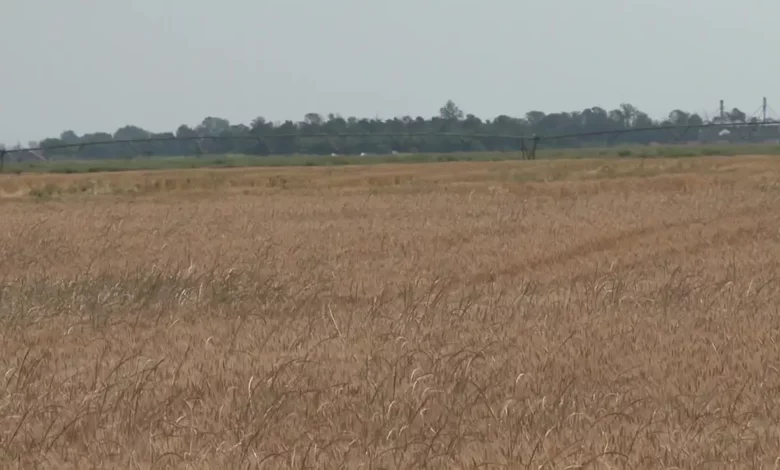 Efikasniji pesticidi razvijeni po uzoru na bakterije