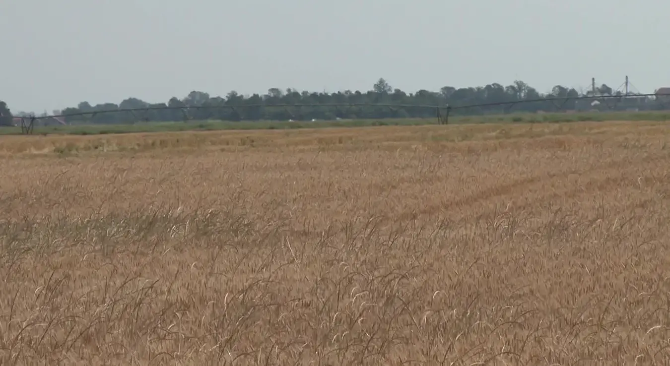 Efikasniji pesticidi razvijeni po uzoru na bakterije