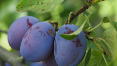 Oštar pad prinosa voća u BiH: Šljive i trešnje podbacile