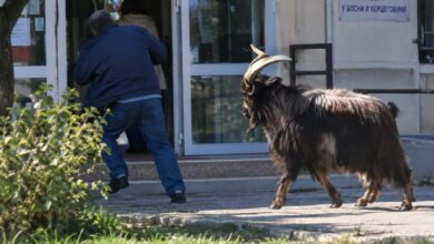 Nesvakidašnji prizor: Jarac u Potkozarju dočekao birače na ulazu